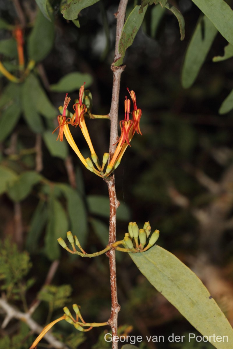 Dendrophthoe ligulatus (Thwaites) Tiegh.